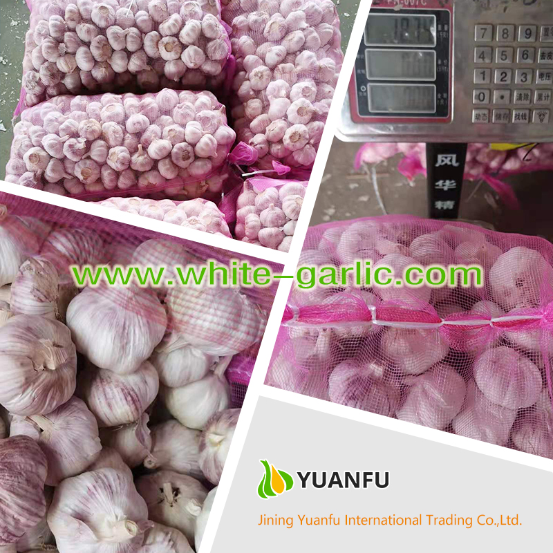 garlic exporters